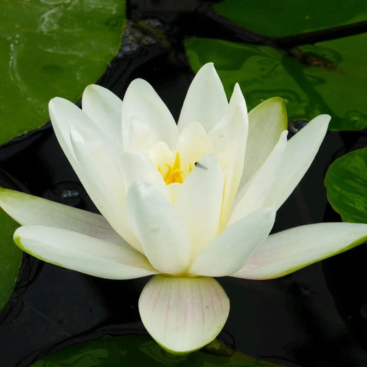 Nymphaea - (Water Lily) - Albatross 3 ltr