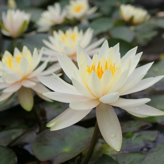 Nymphaea - (Water Lily) - Inner Light 3 ltr