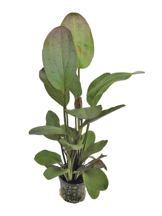 Echinodorus Ozelot Red 5cm Pot