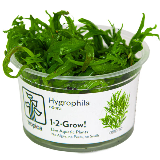 Hygrophila Odora - Tropica 1-2 Grow