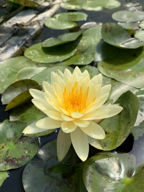 Nymphaea. Lemon Mist 3ltr
