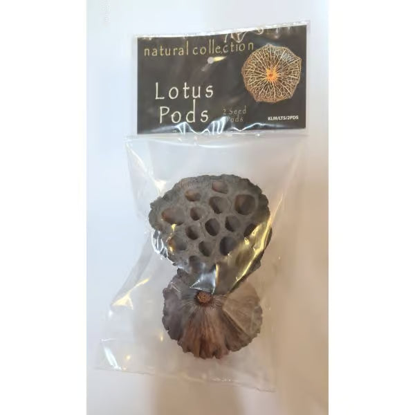 Natural Collection Lotus Pods
