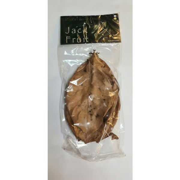 Natural Collection Jack Fruit Leaves Large