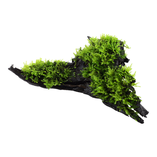 Christmas Moss on Bogwood