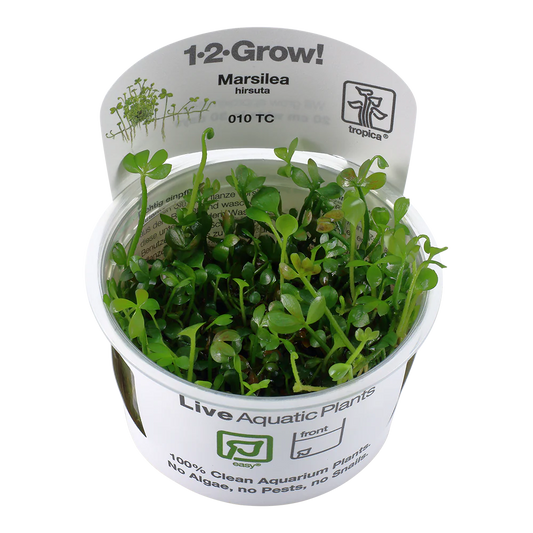 Marsilea Hirsuta Tropica 1-2 Grow