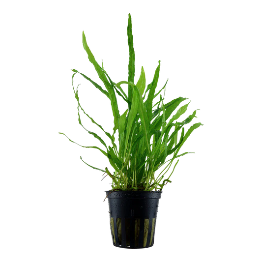 Microsorum Pteropus (Java Fern) Narrow Leaf 5cm Pot