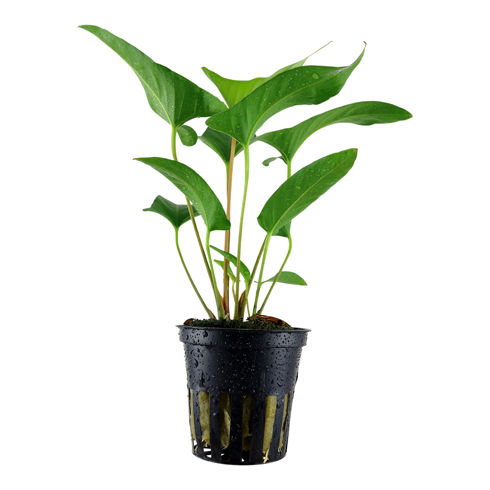 Anubias Gracalis 5cm Pot
