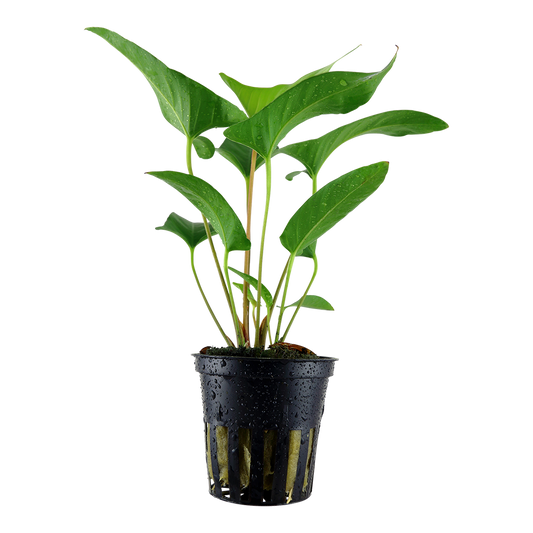 Anubias Gracalis 5cm Pot