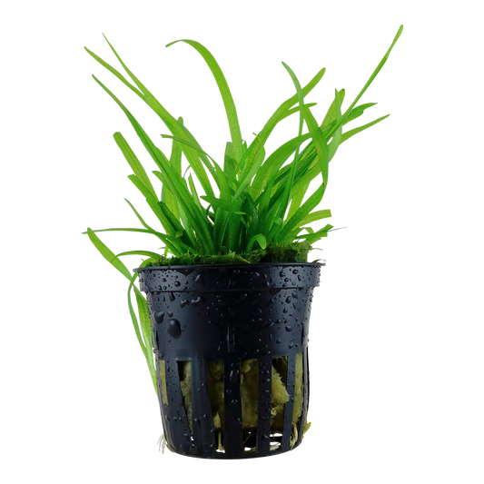 Sagittaria Subulata (Thin) 5cm Pot