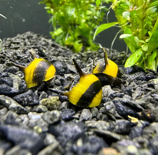 Zebra Thorn Nerite Snail 0.5 - 1cm