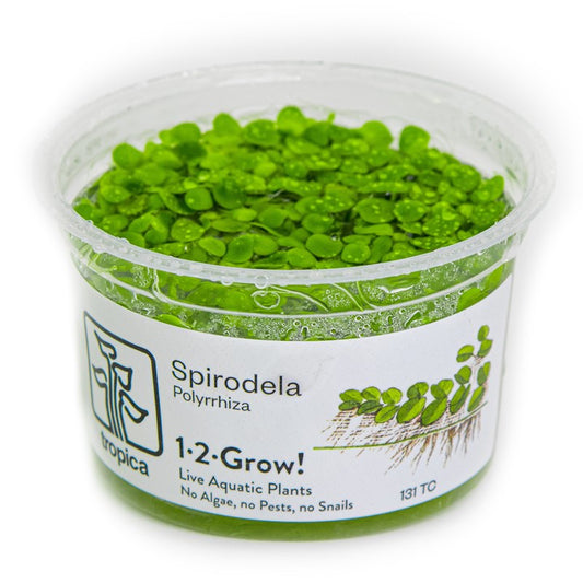 Spirodela polyrrhiza 1-2 Grow