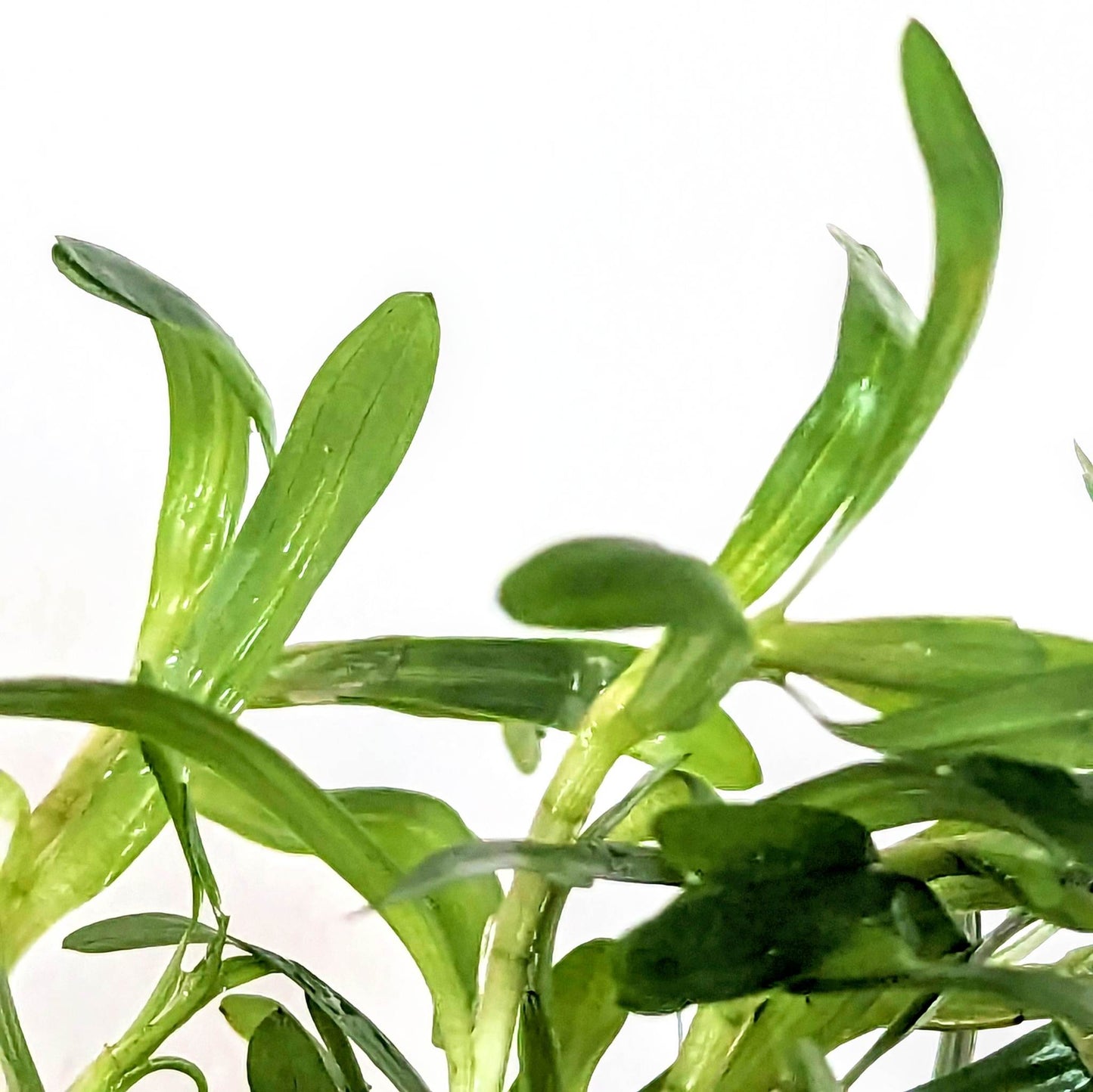 Heteranthera Zosterifolia 5cm Pot