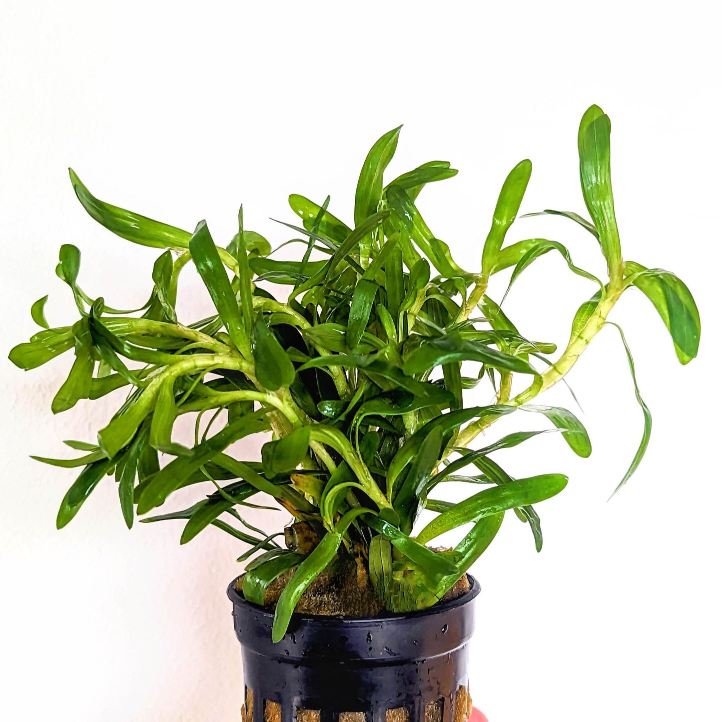 Heteranthera Zosterifolia 5cm Pot