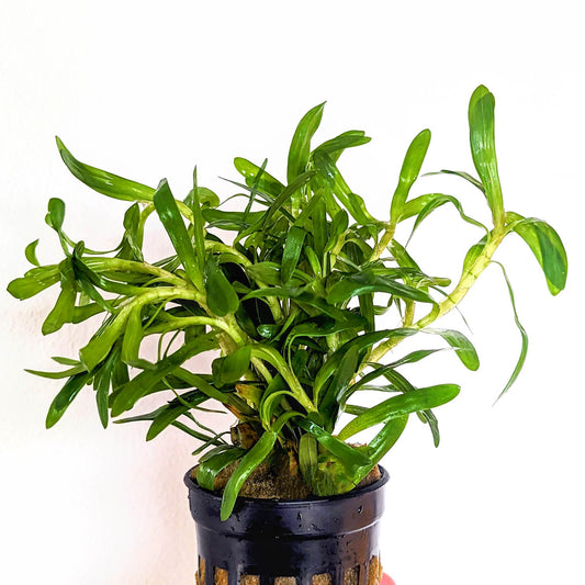 Heteranthera Zosterifolia 5cm Pot