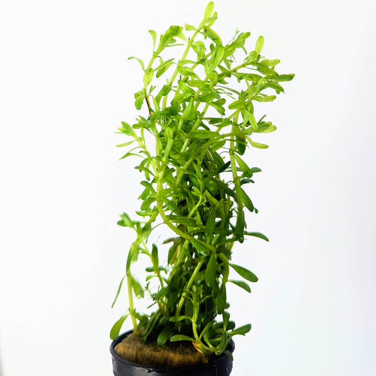 Rotala Bossii 5cm Pot