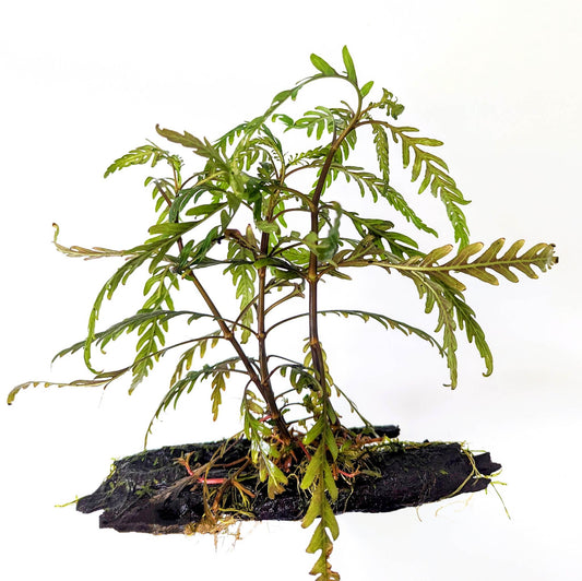 Hygrophila Pinatifida on Bogwood - Aquadip