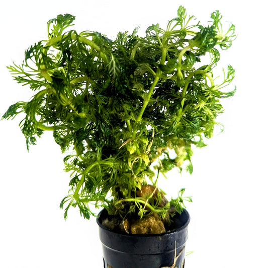 Limnophila Sessiliflora 5cm Pot