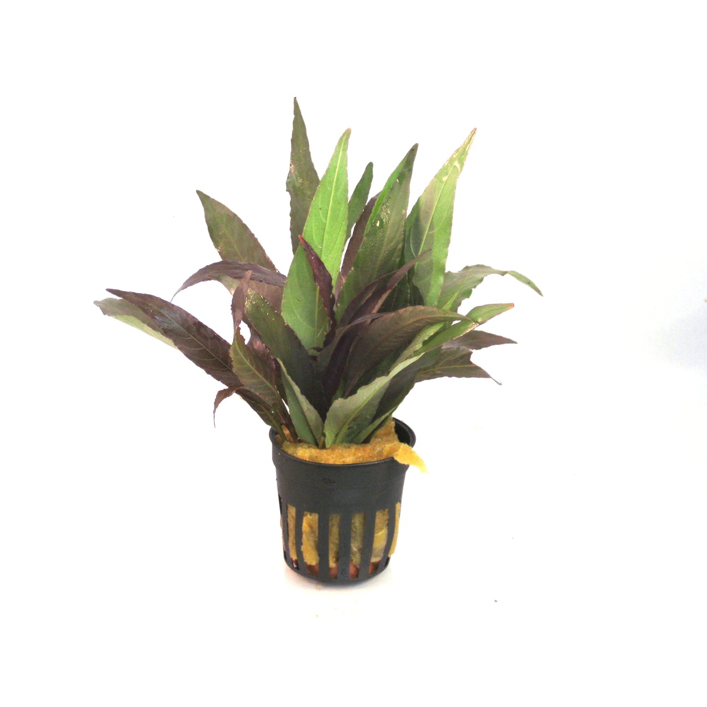 Hygrophila Angustifolia Rubra 5cm Pot