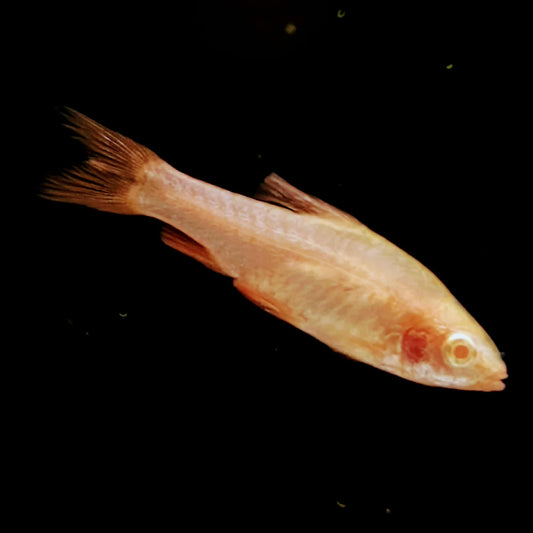 Albino Cherry Barb