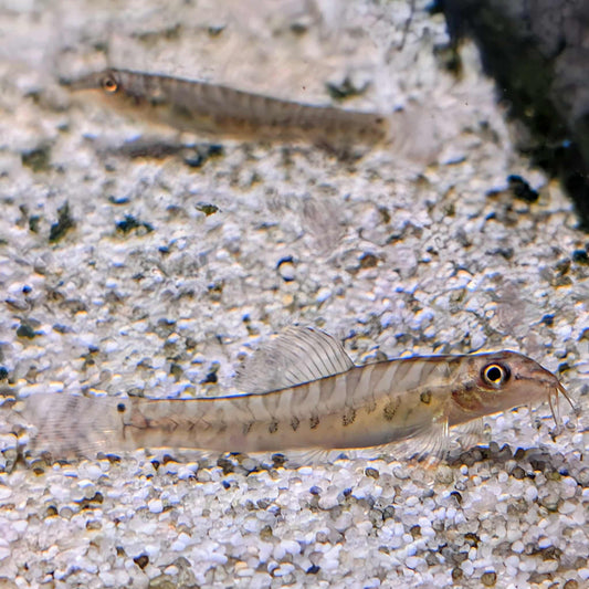 Red Tail Zebra Loach