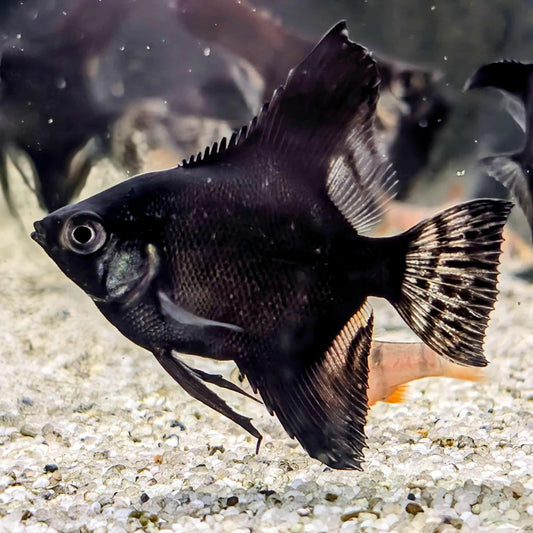 Black Angelfish
