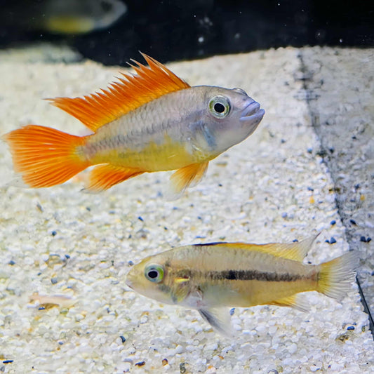 Apistogramma Cacatuoides Orange