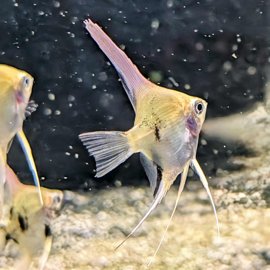 Koi Angelfish