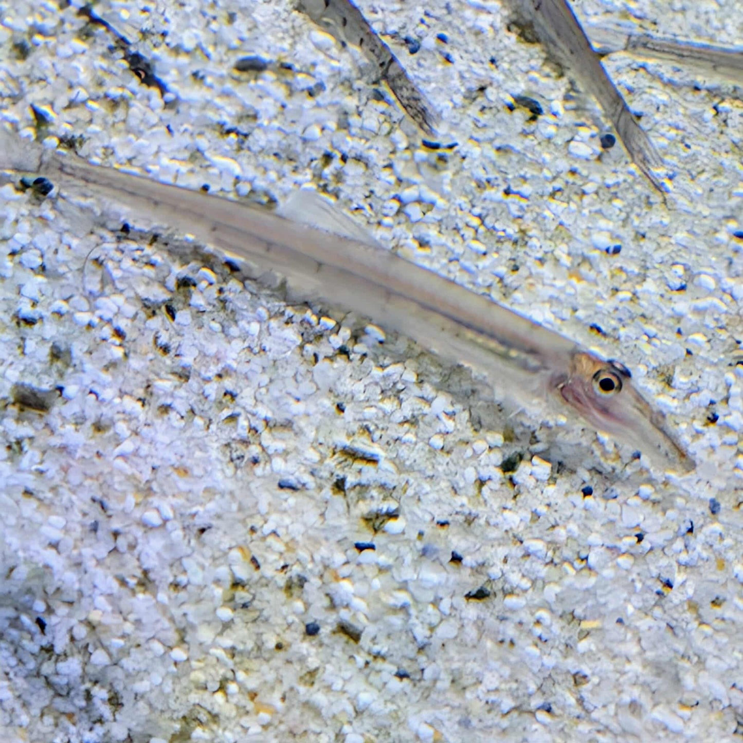 Horseface loach