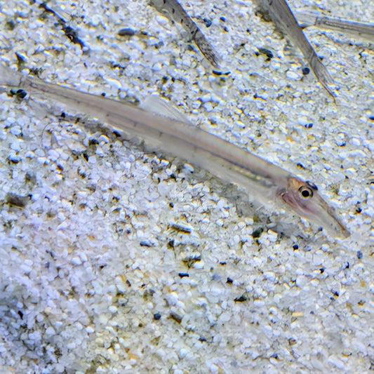 Horseface loach