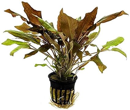 Cryptocoryne Wendtii Red 5cm Pot
