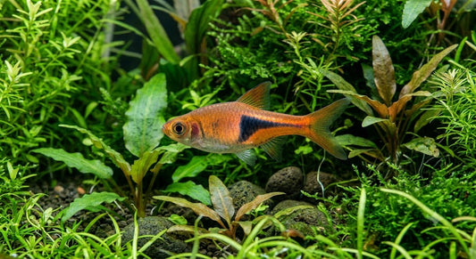 Glowlight Rasbora