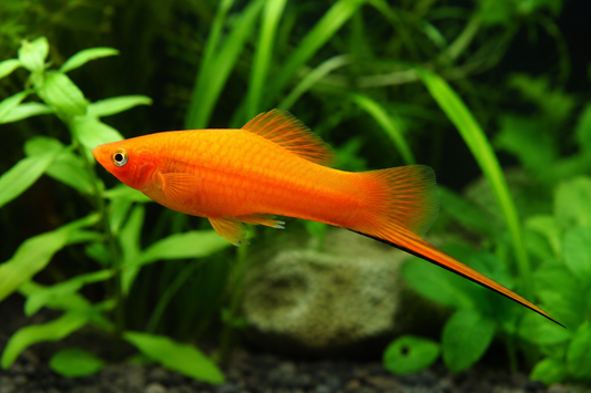 Marigold Swordtail