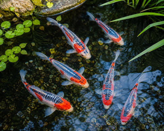 Japanese Shusui Butterfly Koi