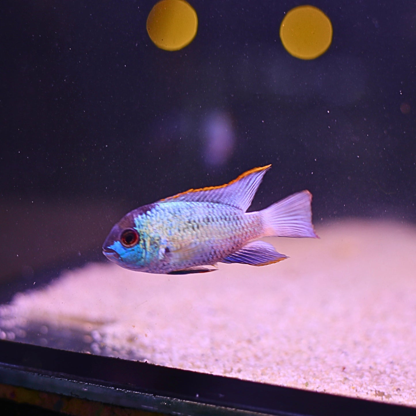 Electric / Neon Blue Acara