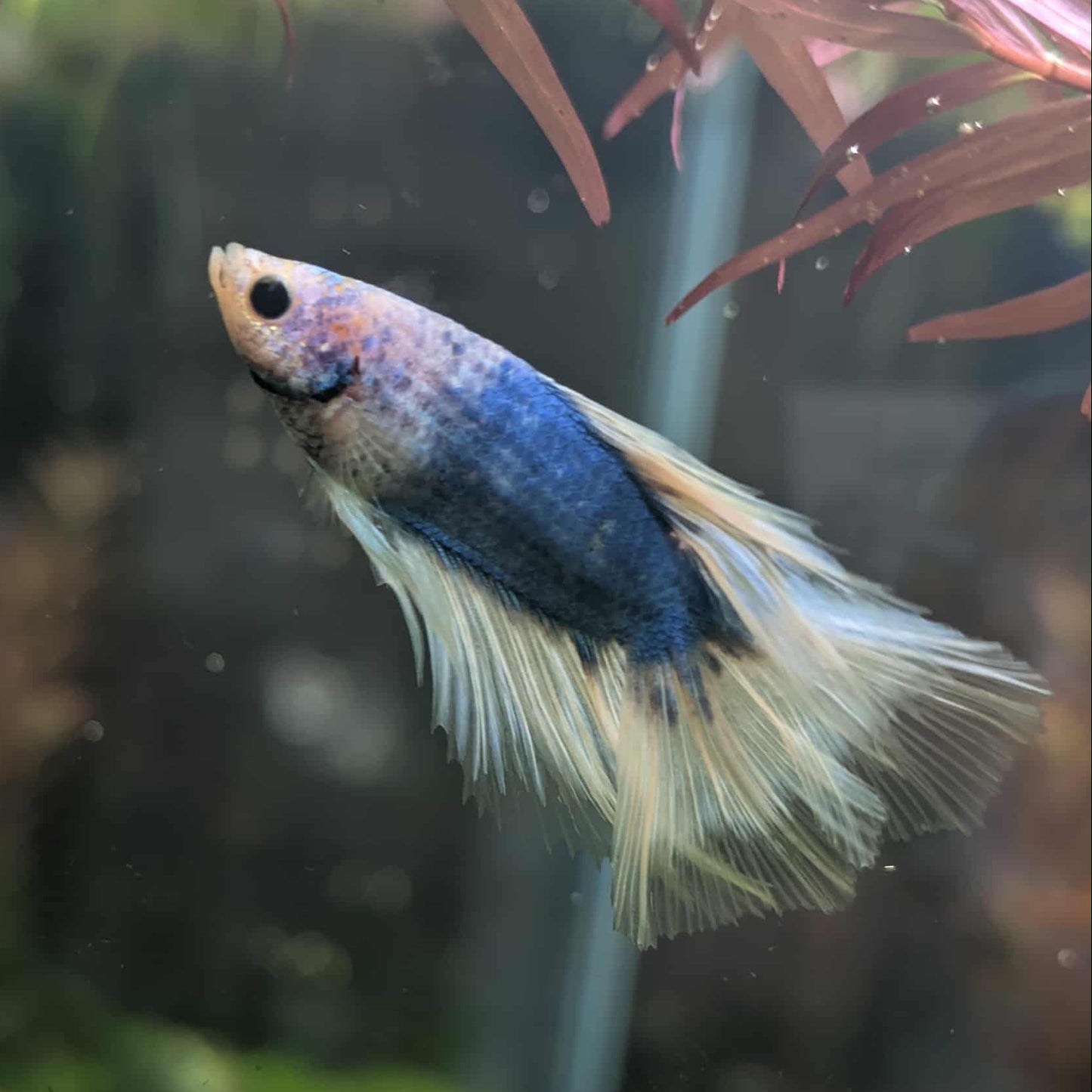 Pippin - Male Betta