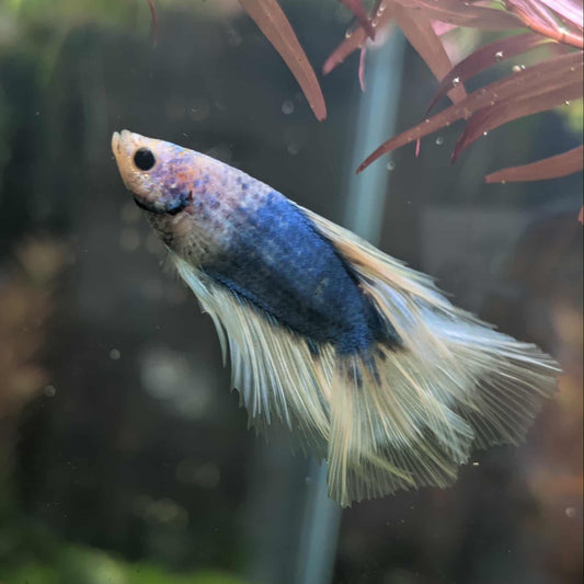 Pippin - Male Betta