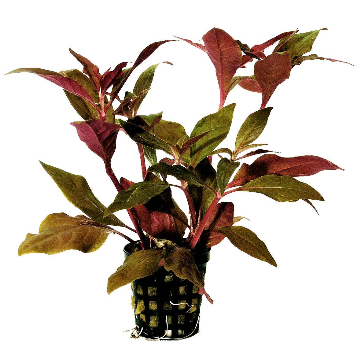 Alternanthera Cardinalis 5CM Pot