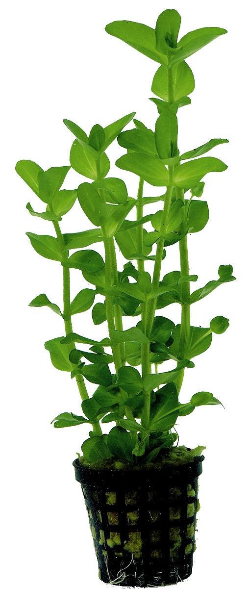 Bacopa Amplexicaulis 5cm Pot