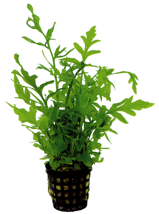 Ceratopteris Thalicroides 5cm Pot