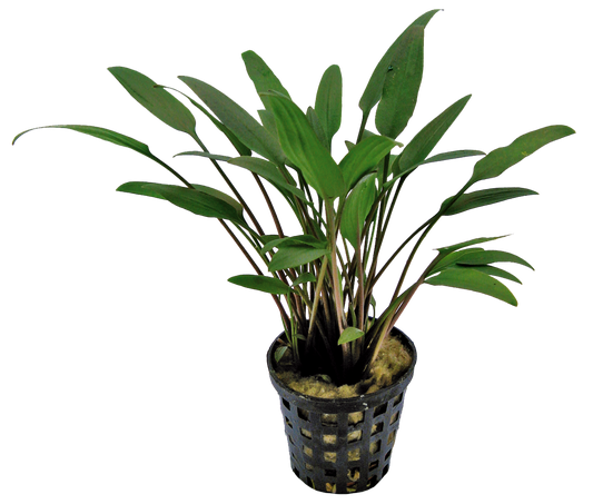 Cryptocoryne Nevelli 5cm pot