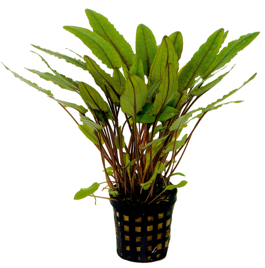 Cryptocoryne Petchii 5cm pot