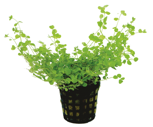 Micranthemum Umbrosum 5cm pot