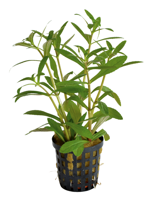 Limnophila Aromatica 5cm pot