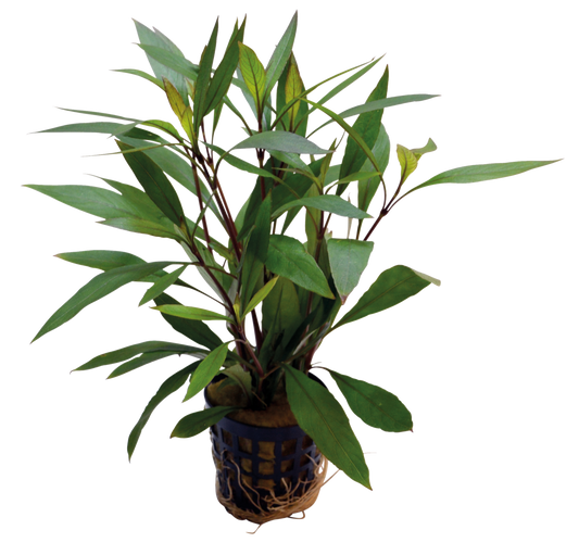 Hygrophila Corymbosa Thailand 5 cm pot