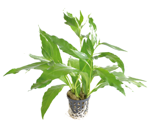 Nomaphila Stricta Fleur 5cm pot