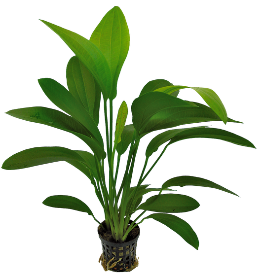 Echinodorus Harbii Rosa 5cm pot