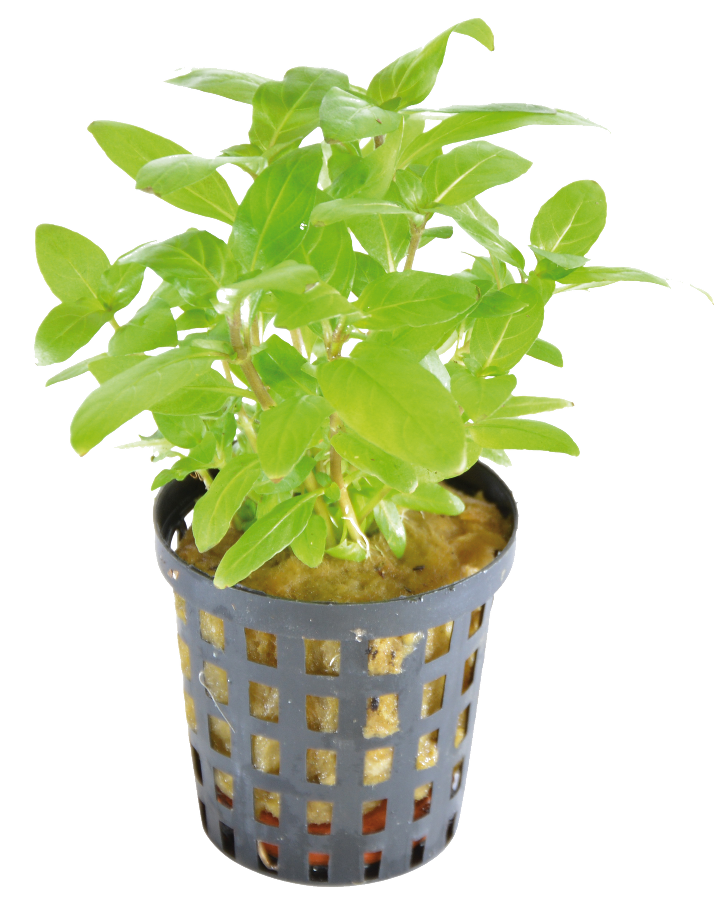 Staurogyne Repens 5cm pot