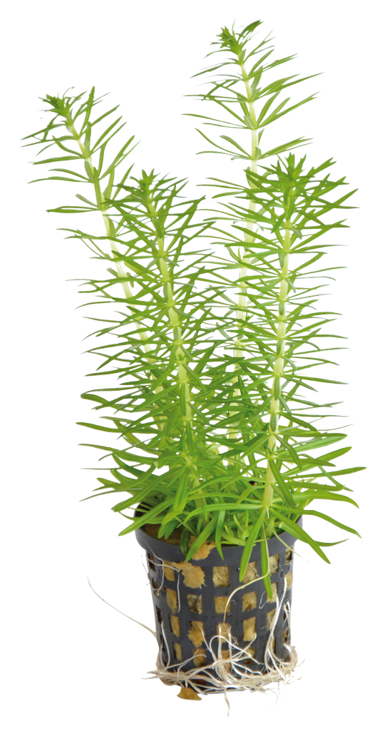 Pogostemon Erectus 5cm pot