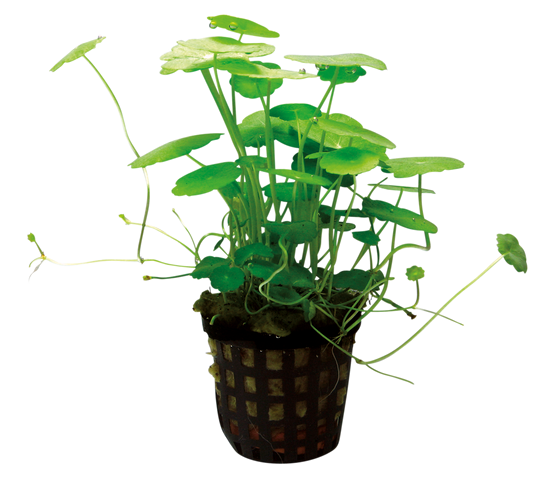 Hydrocotyle Verticillata 5cm Pot
