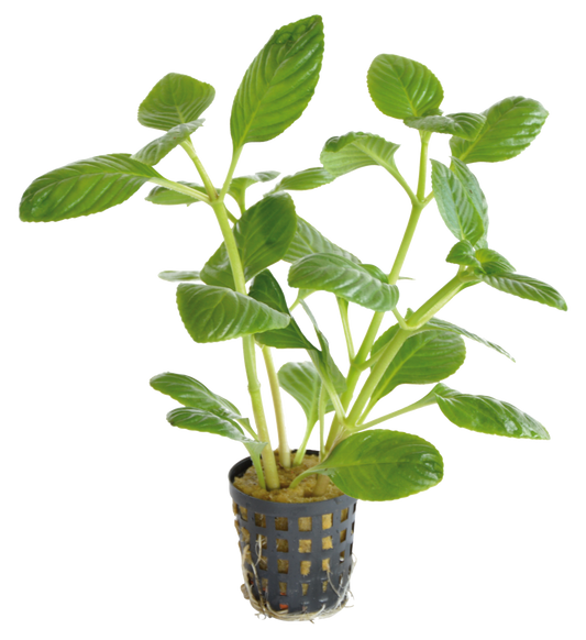 Limnophila Rugosa 5cm pot